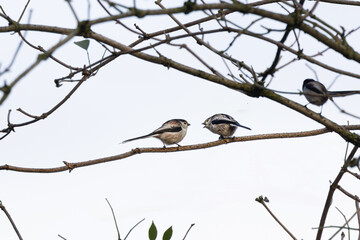 Two Long-tailed Tits, Aegithalos caudatus, are tits with a considerably longer tail than other tits, communicating together on a branch against a strongly overexposed background
