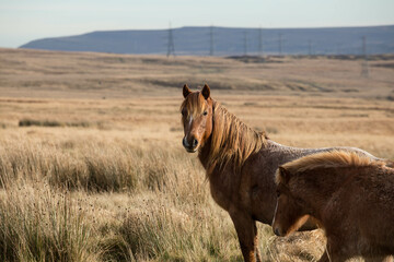 THE WILD BROWN PONY