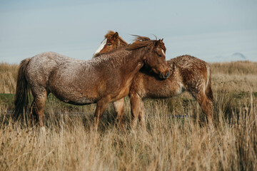 The group of wild Welsh ponies 