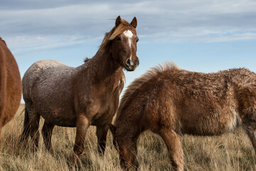 THE WILD BROWN PONY