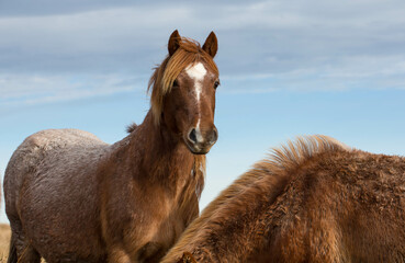 THE WILD BROWN PONY