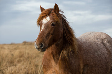 The head of a wild pony