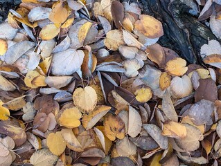 Yellow Cercidiphyllum japonicum leaves. Autumn leaves background