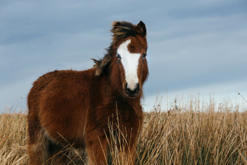 Head of the wild welsh pony