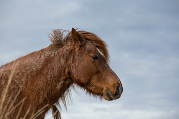 Head of the wild welsh pony