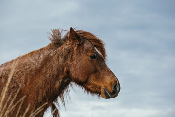 Head of the wild welsh pony