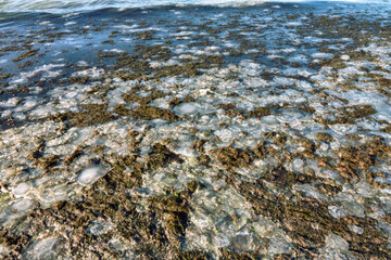 Dominance of jellyfish and algae as a result of changes in natural balance. Dead inhabitants of sea as result of changes in nature. In this case, salinity of water is increasing due to human activity