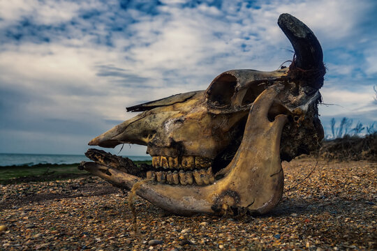 The skull of a bull-cow on the lake shore. Dead cattle are becoming less common in Europe. The reason is from a decrease in the death rate to the rapid artificial destruction of corpses