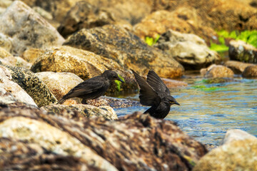 Example of acquisition by trial and error (cut and try). Young inexperienced starlings try to drink salt water and bathe in sea. They spit out water and unsuccessfully clean salty feathers. Series