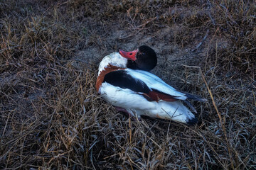The appearance and incorrect movements of shelduck (Tadorna tadorna) sick with avian flu. Accurate...