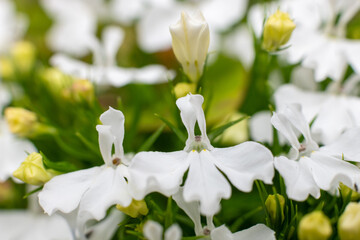 Fototapeta premium Close up of garden lobelia (lobelia erinus) flowers in bloom