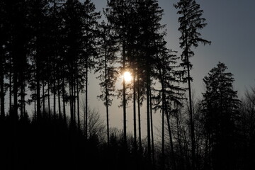 sunny day in the forest in the winter
