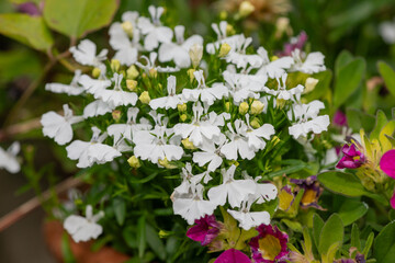 Close up of garden lobelia (lobelia erinus) flowers in bloom