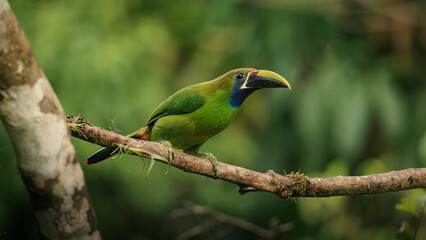 Emerald Toucanet