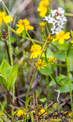 bean trefoil (Menyanthes trifoliata) on the background of cowslip (Calta palustris), transition moor. North-east of Europe. May