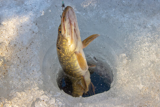 Winter fishing. Pike is hooked with pike trap. Fisherman to fish out trophy from ice hole against background of snowy river bank with thickets of reeds and willows