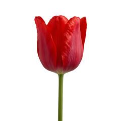Elegant red tulip on neutral background