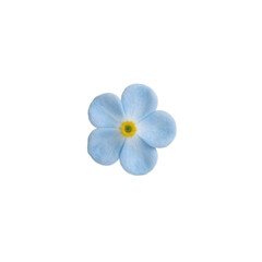 Fototapeta premium Elegant pale blue forget me not flower with yellow center on neutral background