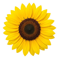 Fototapeta premium Vibrant golden sunflower in full bloom on neutral backdrop