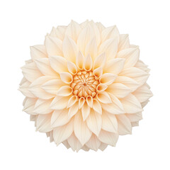 Pastel peach dahlia bloom against neutral backdrop