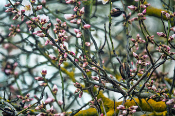 Early spring. The beginning of flowering of primroses and wild almond trees (Prunus dulcis). Flower buds opened, the first pink flower