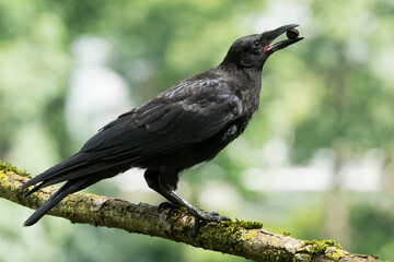 Schwarze Krähe mit Eichel im Schnabel vor grünem natürlichem Hintergrund steht auf einem Ast
