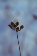 A delicate plant stem rises against a blurred, cool-toned background, with muted brown buds at the...