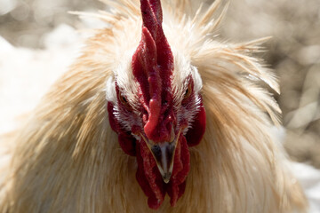 Hahn und Henne Close Up