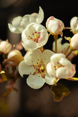 A close-up of delicate white flowers with soft pink accents and yellow stamens, surrounded by green...