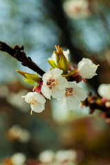 A close-up of delicate white cherry blossoms emerges against a soft, blurred background. The flowers feature pale petals, light green leaves, and fine yellow stamens, exuding spring's freshness. © Bohdan Hroshev