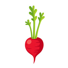 Vibrant red radish with green leaves on white background