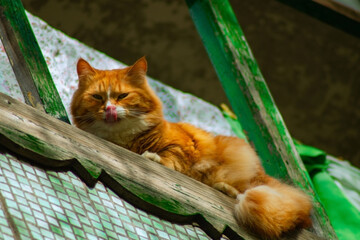 A fluffy orange cat lounges on a wooden ledge, licking its nose. Vibrant green accents frame the...