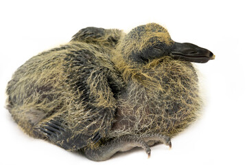 A furry, clumsy, nosed chick of Wood pigeon (Columba palumbus) slipping, isolated on a white...