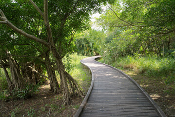 Wooden path leading through the wilderness and trees of the Hong Kong wetlands on a sunny day