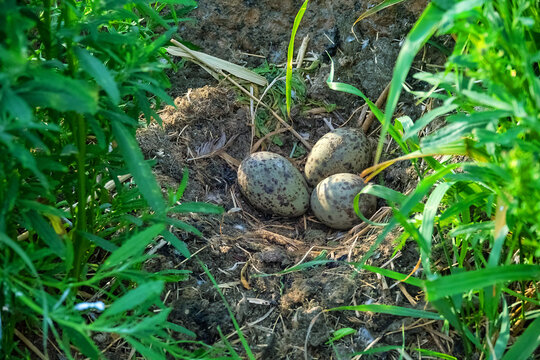 Scandinavian Lesser black-backed gull (Larus fuscus fuscus) nest on islands of eastern part of Gulf of Finland, Baltic Sea. Mixed colony with Herring Gull. Plastic objects are used as nest material