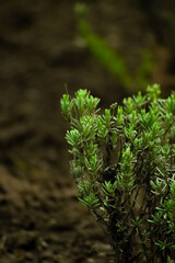 A close-up of vibrant green foliage emerges from a dark, earthy background. The sunlight highlights the delicate leaves, showcasing their new growth amid dried, textured soil.