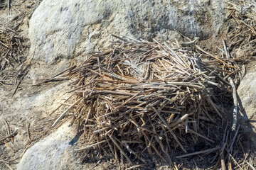 The territory of the cormorant colony after nesting. The remains of the nests are visible among the guano layer. Plants are burned by phosphorus and potassium of fish-eating birds