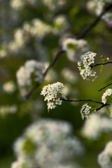 A close-up view features delicate white blossoms clustered on slender branches, with a soft, blurred green background enhancing the floral details, creating a serene and enchanting atmosphere.