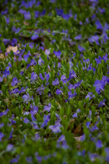 A lush carpet of vibrant purple flowers blankets the ground, interspersed with fresh green leaves, creating a serene and colorful natural scene that evokes tranquility and beauty.