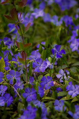 a vibrant field of purple flowers interspersed with green leaves, creating a beautiful tapestry. Some leaves have a reddish hue, adding contrast to the scene.