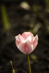 A delicate pink flower stands tall against a blurred, dark background, showcasing its soft petals and vibrant hues, surrounded by subtle green stalks.
