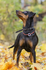 A black and tan German Pinscher stands in autumn leaves, looking for prey