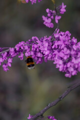 A close-up shows a bumblebee hovering near vibrant purple flowers. The delicate petals contrast beautifully with the bee's fuzzy, deep-set stripes, highlighting nature's intricate details