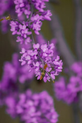 Obraz premium A close-up shows a bumblebee hovering near vibrant purple flowers. The delicate petals contrast beautifully with the bee's fuzzy, deep-set stripes, highlighting nature's intricate details