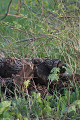 A weathered log rests on the ground, partially covered by lush green grass and emerging plants, surrounded by gentle greenery, evoking a sense of tranquility in nature.