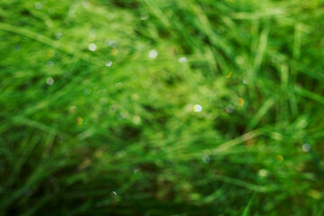 unfocused nature background with dew drops on green grass
