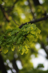 a close-up of vibrant green oak leaves on a branch, illuminated by soft sunlight filtering through an out-of-focus background, creating a serene and tranquil atmosphere