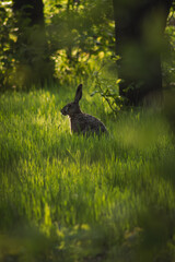 a rabbit sitting quietly in lush green grass, illuminated by soft sunlight filtering through trees, creating a tranquil woodland atmosphere