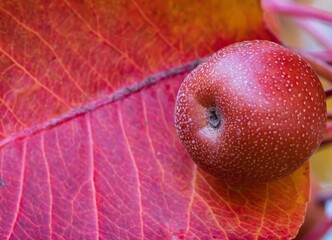 Plum with deep red leaf.