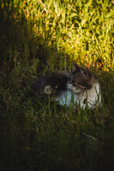 A fluffy cat lies in a patch of sunlight, half-shadowed by tall grass. Its fur is a mix of gray and white, creating a striking contrast against the vibrant green backdrop.